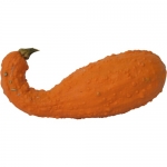 Yellow Crookneck