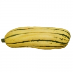 Delicata JS von Winfried G. (Freitag, 04. Juni 2021