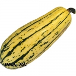 Delicata Bush