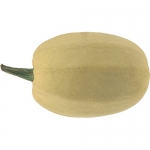Spaghettikuerbis BIO