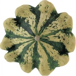 Patisson jaune panache vert BIO
