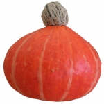 Orange Cutie F1