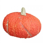 Red Warty (Rote Warze)
