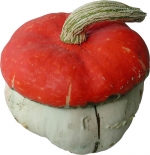 Pilz Turban mini
