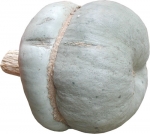 Zucca Mantovana von Nicolas H. (Sonntag, 07. Februar 2021