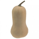 Butterbush