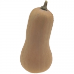 Butternut 1744 Supreme F1