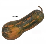 Muscatnaya