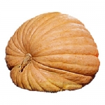 Dills Atlantic Giant