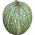 Feigenblattkuerbis (Siam)