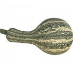 Cushaw Green Striped