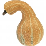 Cushaw Tricolor
