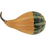 Birne bicolor
