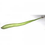 Penis Shield