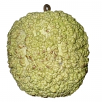 African Warty