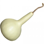 Flaschenkuerbis Bianca