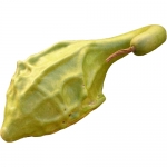 Marenka Limegreen