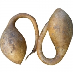 Gourde Sonde