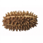 Afrikanische Gurke (Cucumis africanus)
