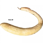 Armenische Gurke
