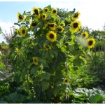 Riesensonnenblume mit mehreren Koepfen
