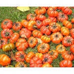 Melany solanum aethiopicum