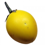 Thai Yellow Solanum