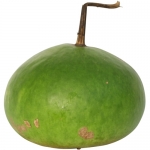 Giant Bushel Canteen
