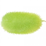 Kardengurke (cucumis dipsaceus)