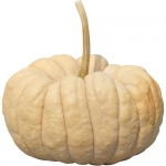 Kikuza
