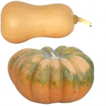 Moschus-Kürbisse