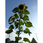 Sonnenblumen