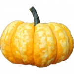 SAM Bicolor
