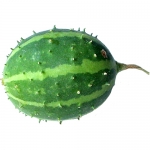 Ziergurken & Cucumis