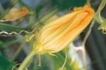 Zucchino da Fiore