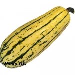 Delicata Bush