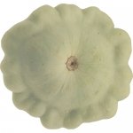 Green Patti (Bennings Gr.)