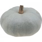 Bleu de Hongrie