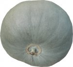 Grey Star 7022 F1