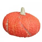Red Warty (Rote Warze)