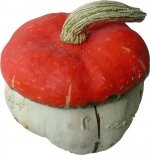 Pilz Turban mini