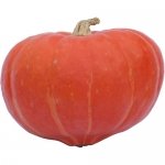 Amoro F1